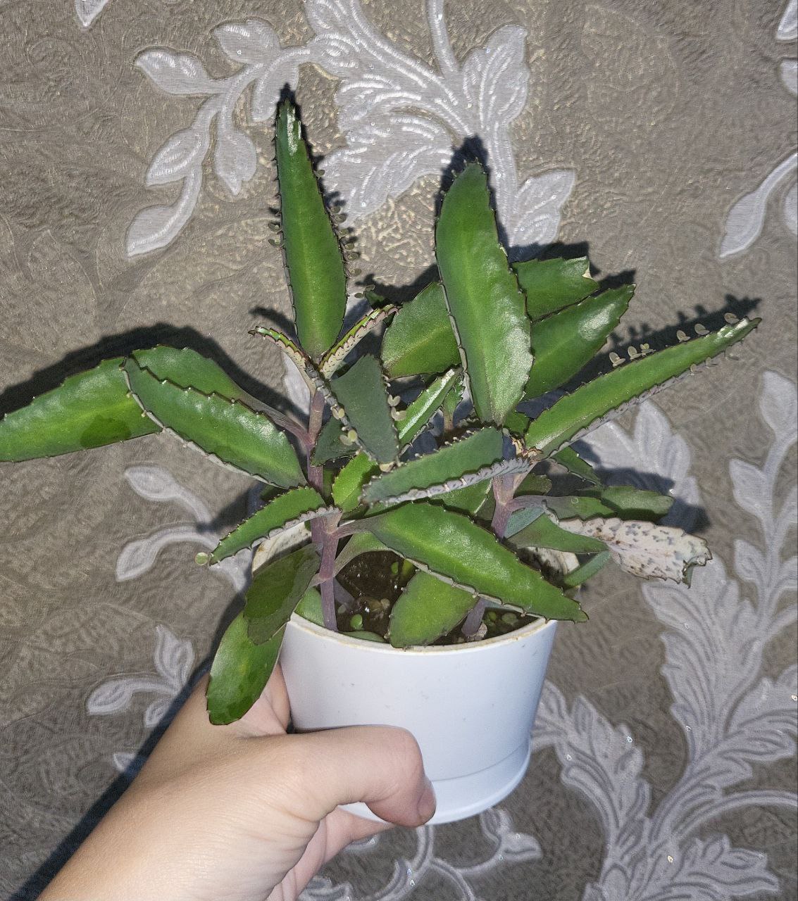 Каланхоэ чихалочка - Животные в Владивосток